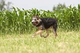 BOUVIER DES ARDENNES 045